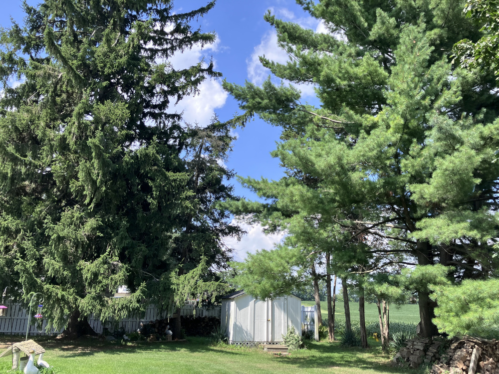 Trees beneath an Indiana sky